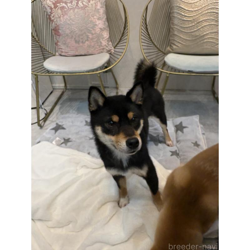 成約済の神奈川県の柴犬-436101の2枚目