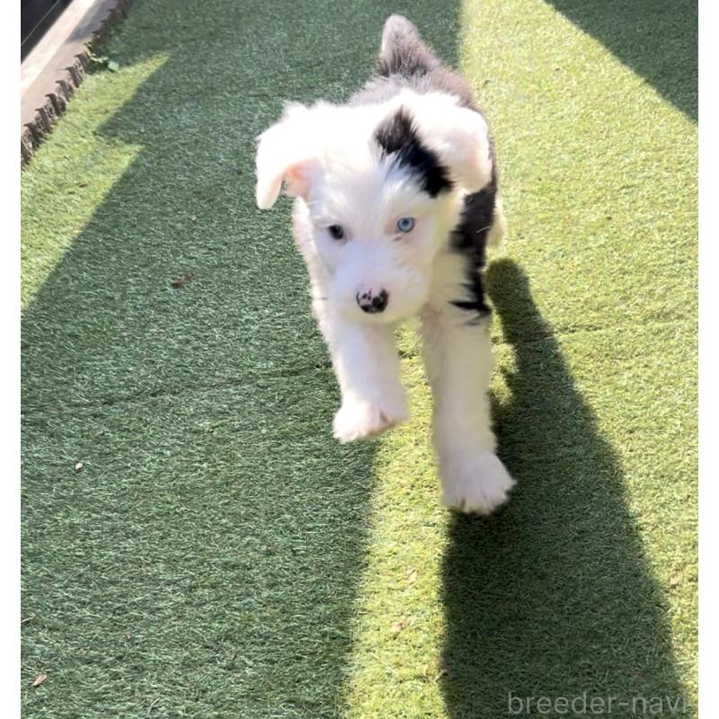 商談中の奈良県のオールドイングリッシュシープドッグ-439045の8枚目