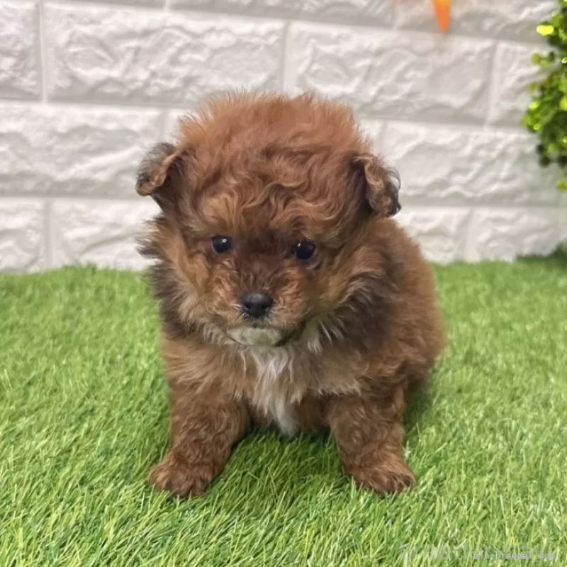 販売中の愛知県のポメプー:ポメラニアン×トイプードル-439788の1枚目