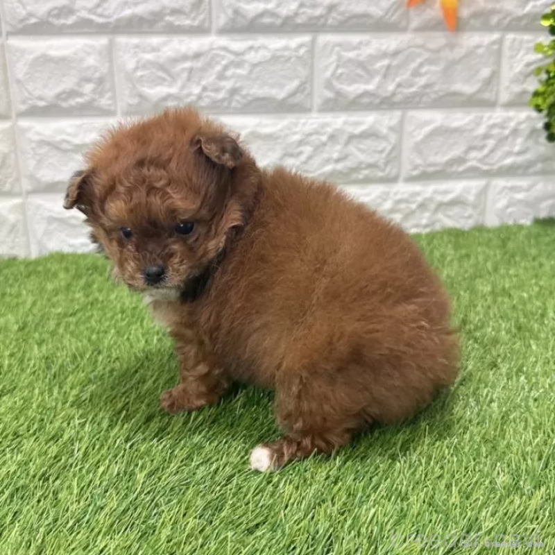 販売中の愛知県のポメプー:ポメラニアン×トイプードル-439788の5枚目