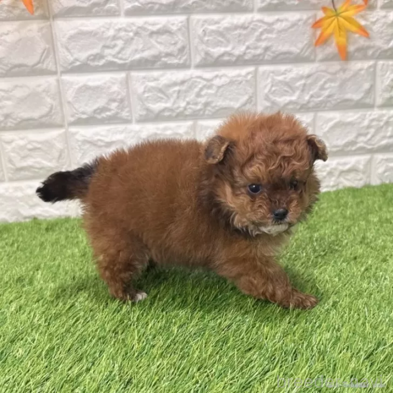 販売中の愛知県のポメプー:ポメラニアン×トイプードル-439788の4枚目