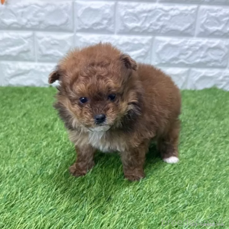 販売中の愛知県のポメプー:ポメラニアン×トイプードル-439788の3枚目