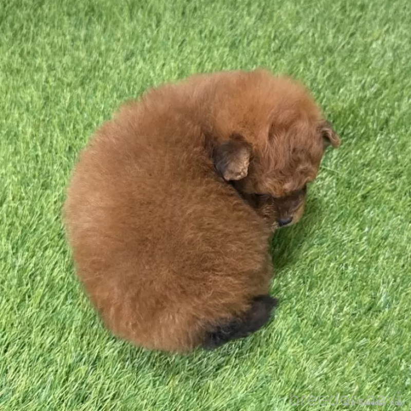 販売中の愛知県のポメプー:ポメラニアン×トイプードル-439788の2枚目