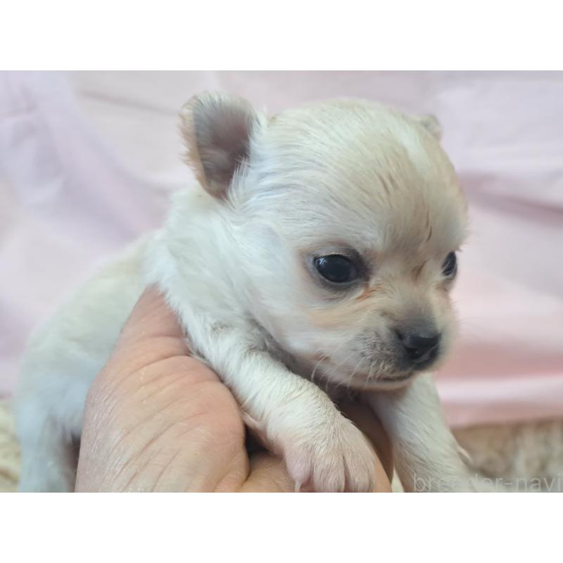 販売中の愛知県のチワワ(ロングコート)-439795の5枚目