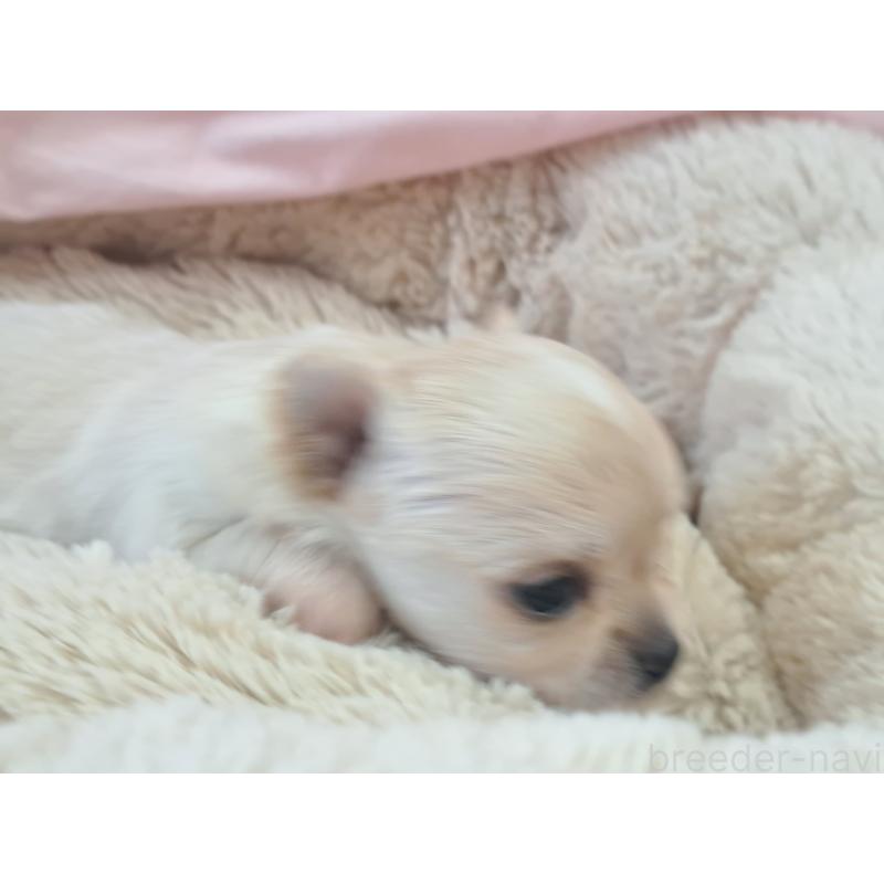 販売中の愛知県のチワワ(ロングコート)-439795の4枚目