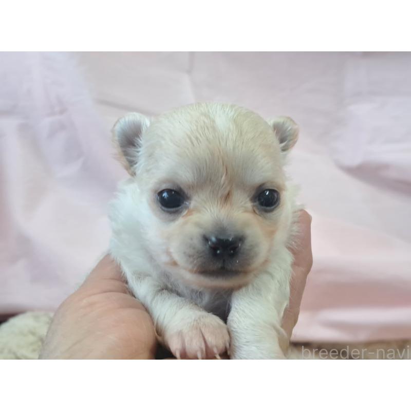 販売中の愛知県のチワワ(ロングコート)-439795の3枚目