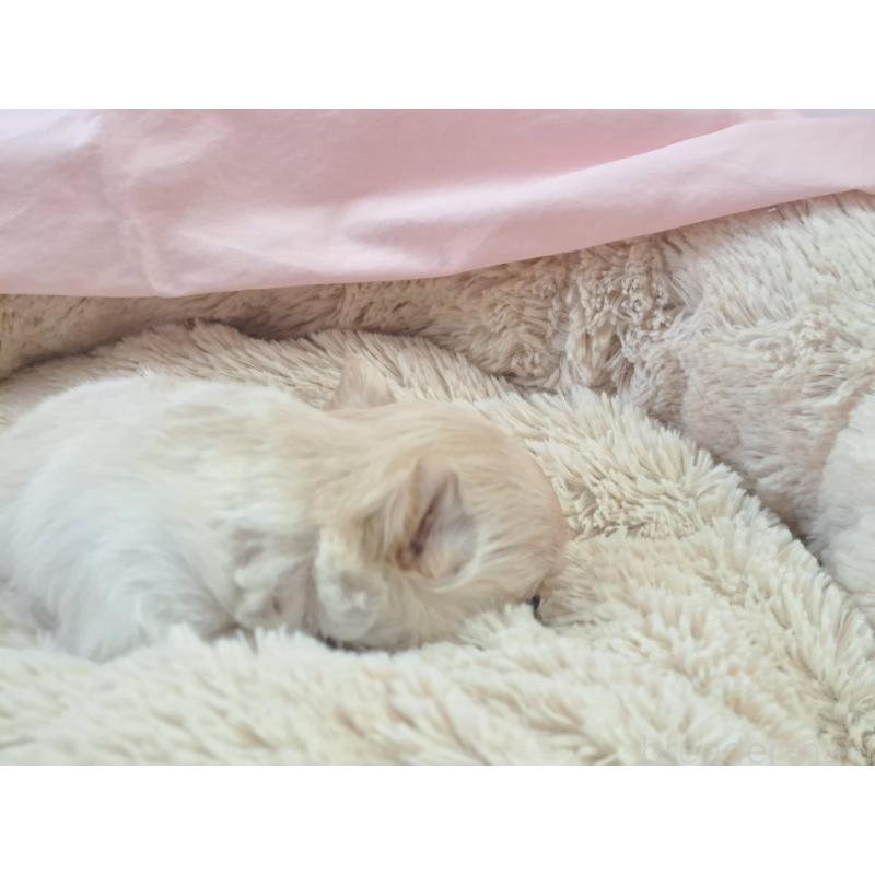 販売中の愛知県のチワワ(ロングコート)-439795の2枚目