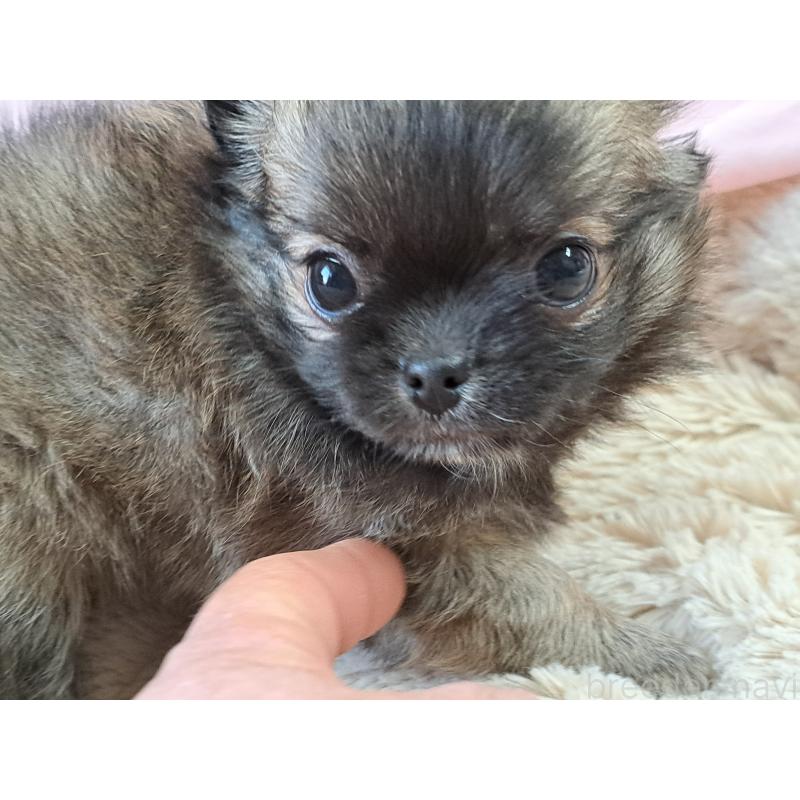 販売中の愛知県のチワワ(ロングコート)-439796の6枚目