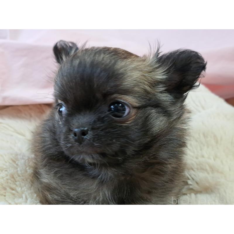 販売中の愛知県のチワワ(ロングコート)-439796の4枚目