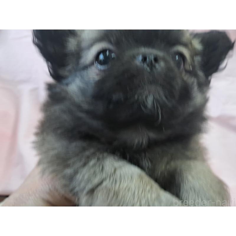 販売中の愛知県のチワワ(ロングコート)-439796の3枚目