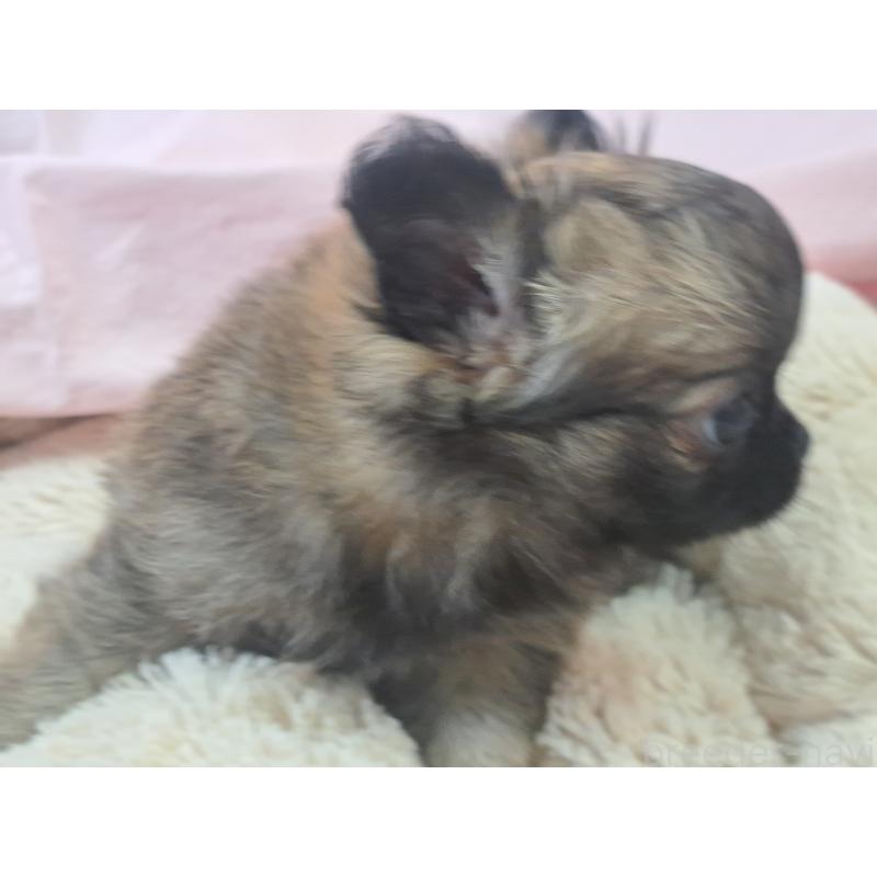 販売中の愛知県のチワワ(ロングコート)-439796の2枚目