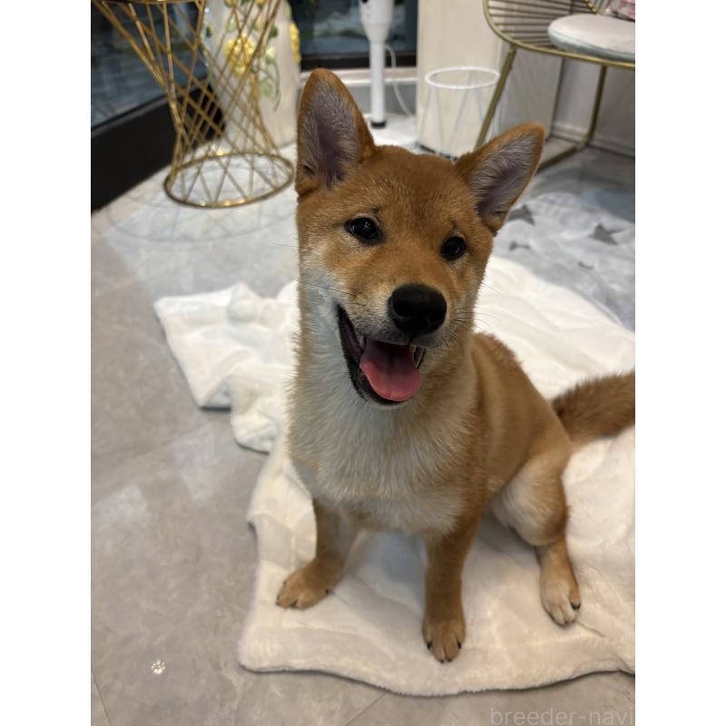 販売中の神奈川県の柴犬-433278の14枚目