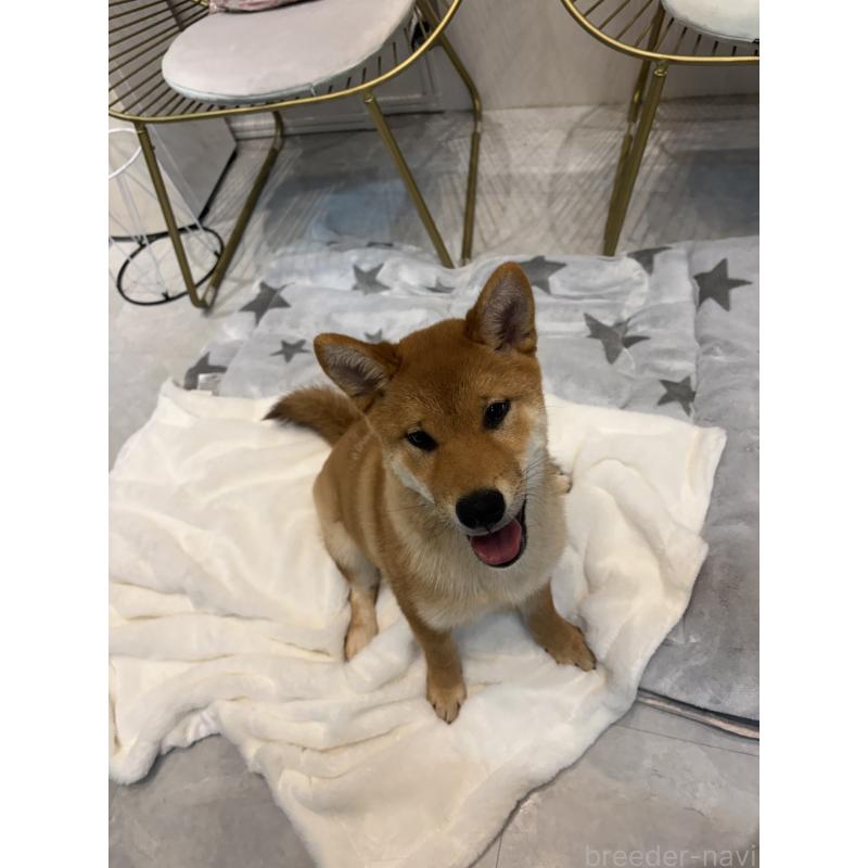 販売中の神奈川県の柴犬-433278の10枚目