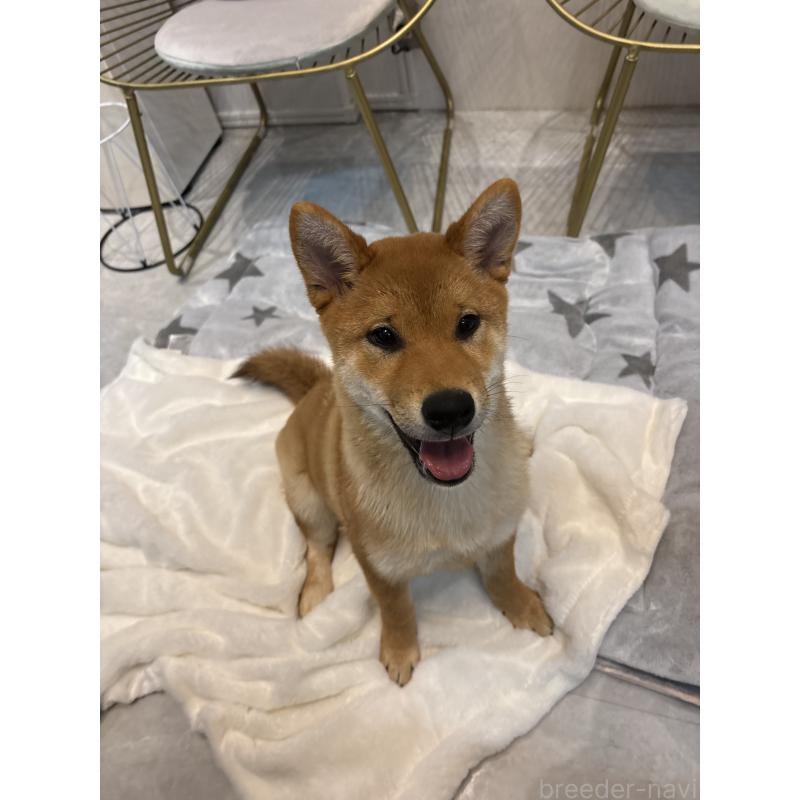 販売中の神奈川県の柴犬-433278の9枚目