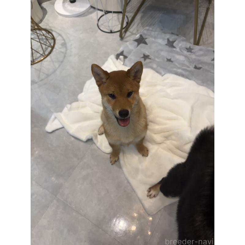 販売中の神奈川県の柴犬-433278の8枚目