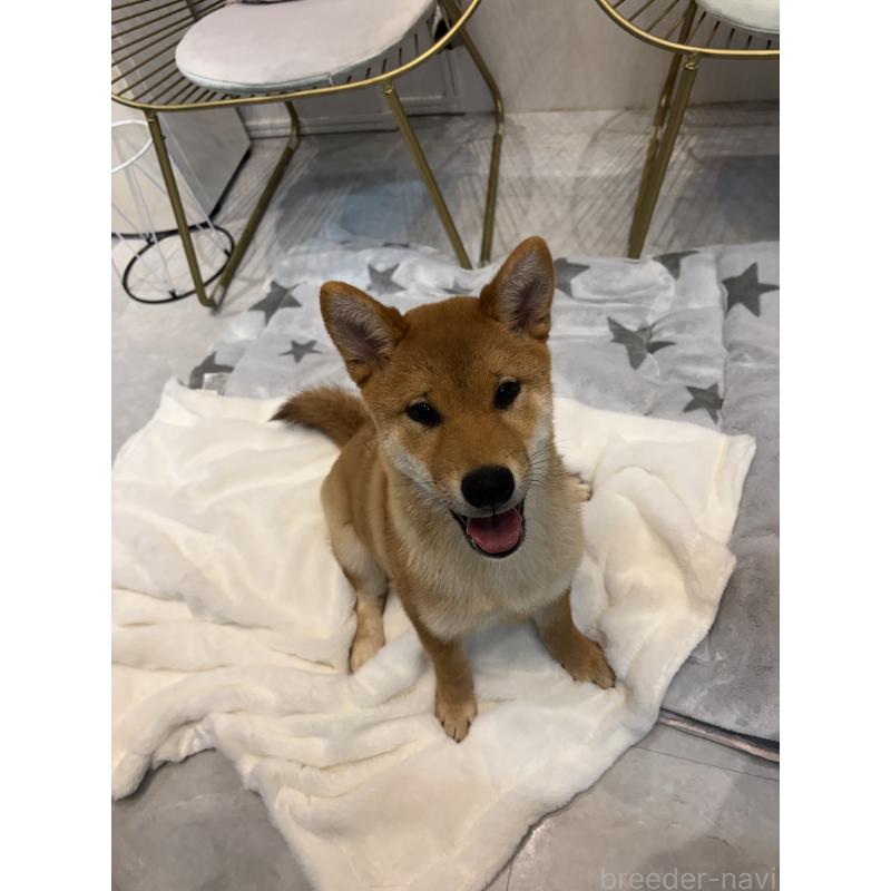 販売中の神奈川県の柴犬-433278の7枚目