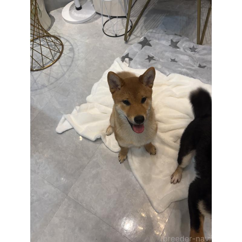 販売中の神奈川県の柴犬-433278の6枚目