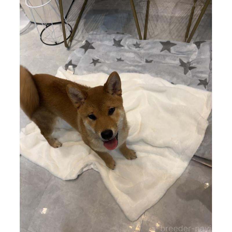 販売中の神奈川県の柴犬-433278の3枚目