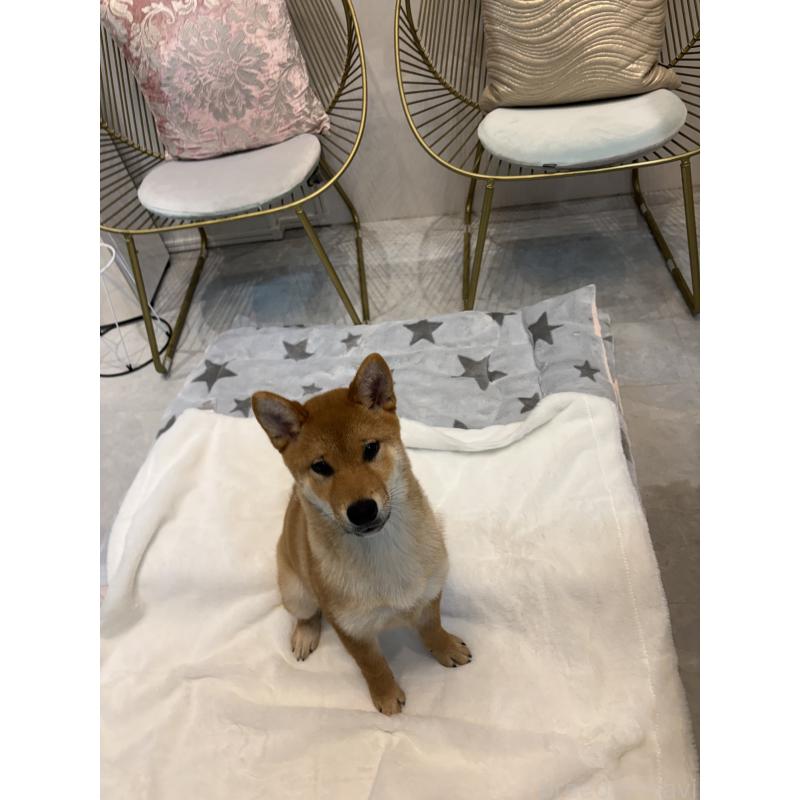 販売中の神奈川県の柴犬-433278の2枚目