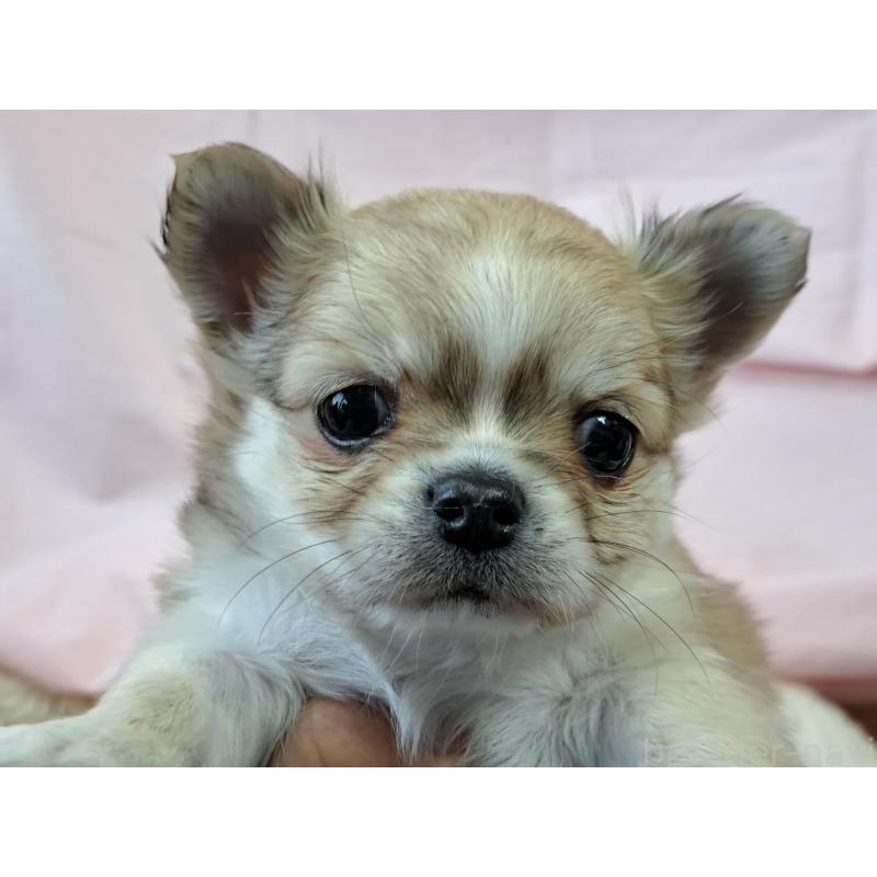 販売中の愛知県のチワワ(ロングコート)-439799の5枚目