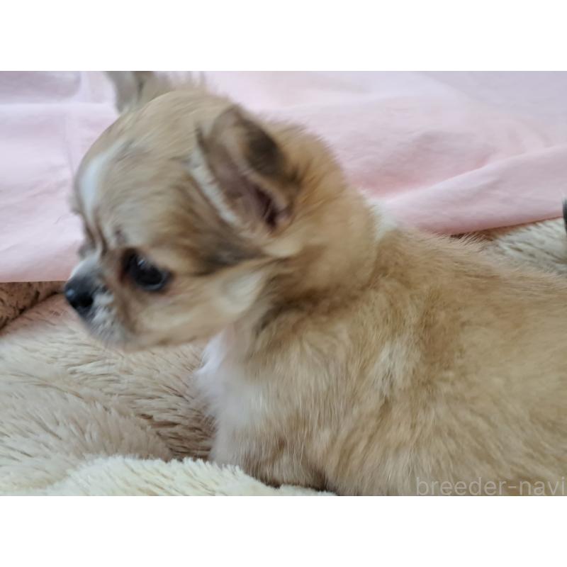 販売中の愛知県のチワワ(ロングコート)-439799の4枚目