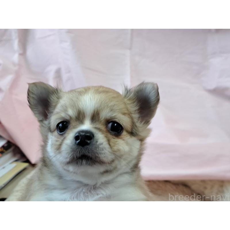 販売中の愛知県のチワワ(ロングコート)-439799の3枚目