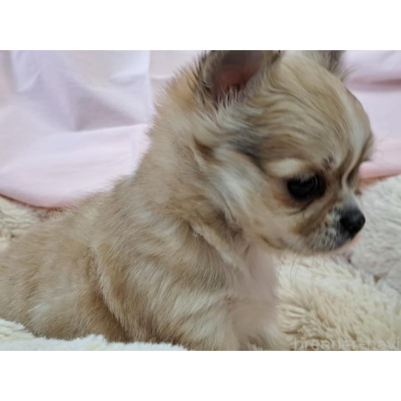 販売中の愛知県のチワワ(ロングコート)-439799の2枚目