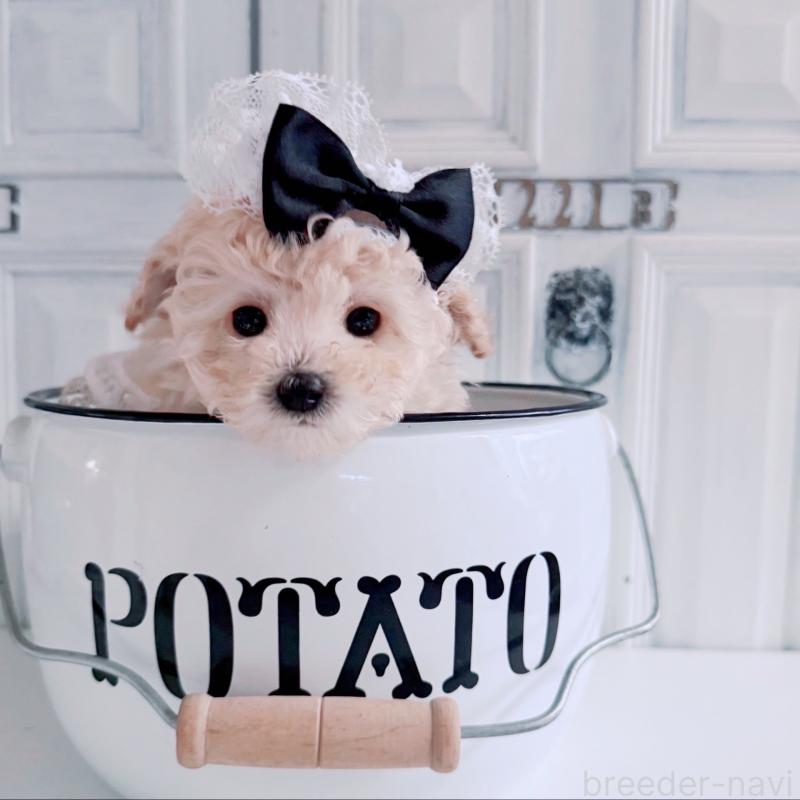 販売中の茨城県のティーカッププードル-428668