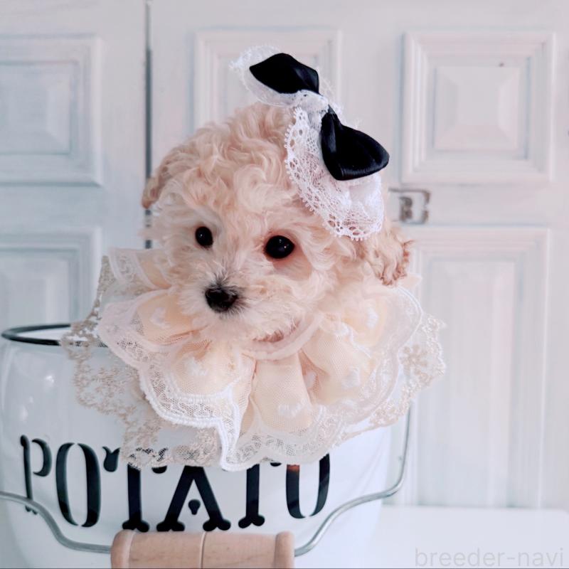 成約済の茨城県のティーカッププードル-428668の3枚目