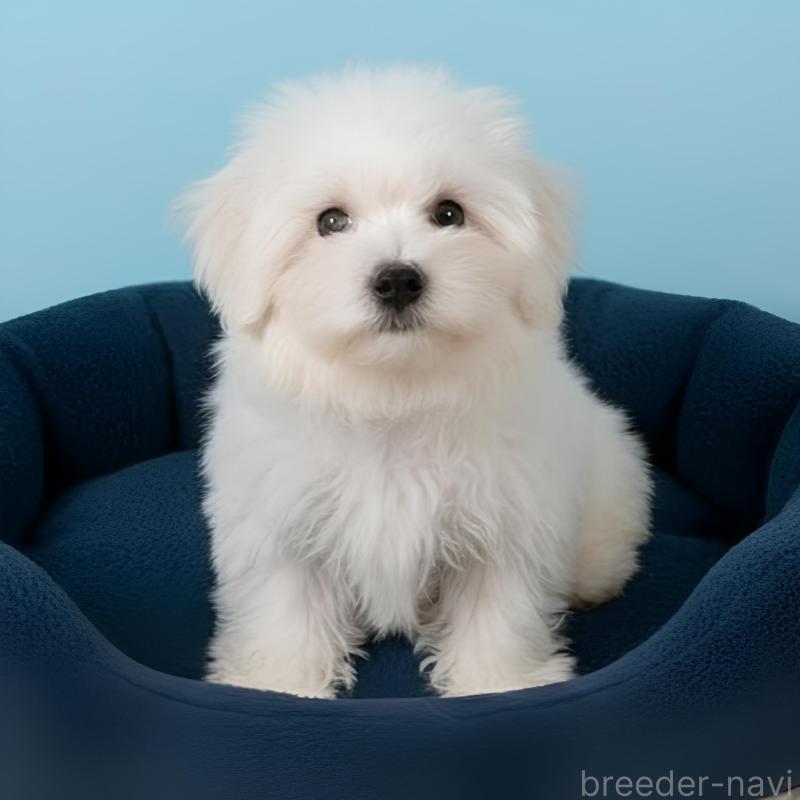 販売中の栃木県のビションフリーゼ-419924の1枚目