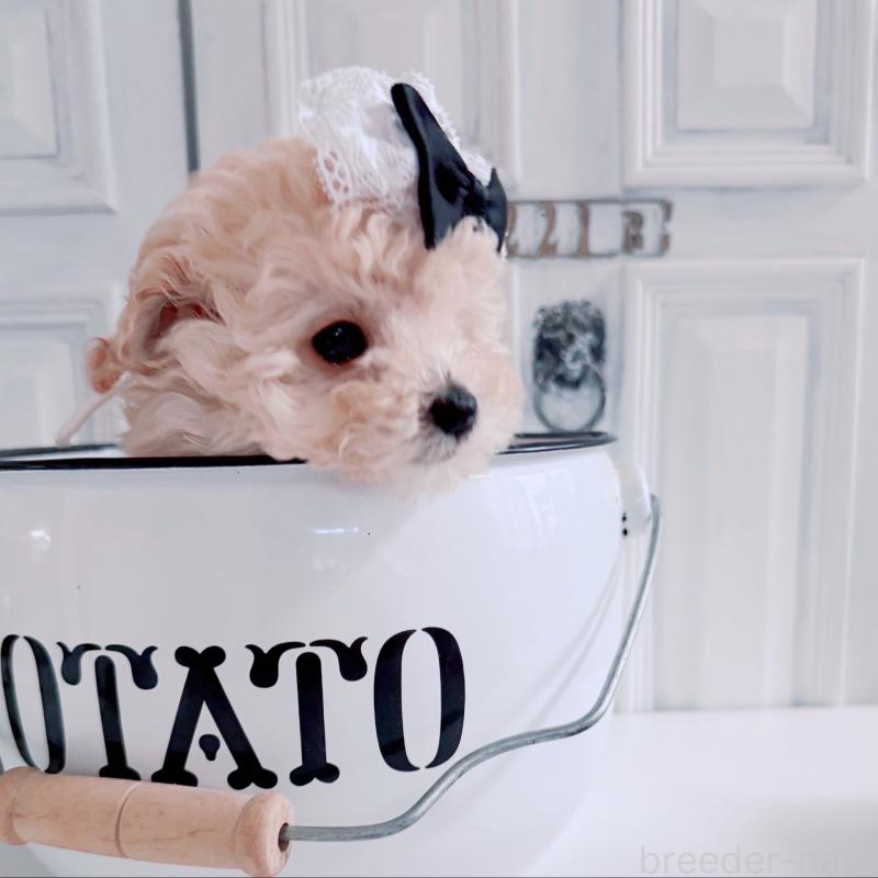 成約済の茨城県のティーカッププードル-428668の2枚目