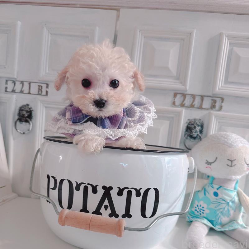 販売中の茨城県のティーカッププードル-428666