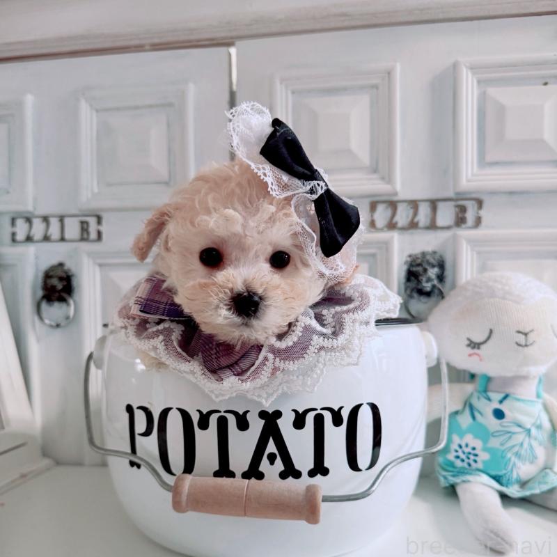 成約済の茨城県のティーカッププードル-428666の4枚目