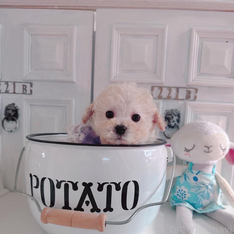 成約済の茨城県のティーカッププードル-428666の3枚目