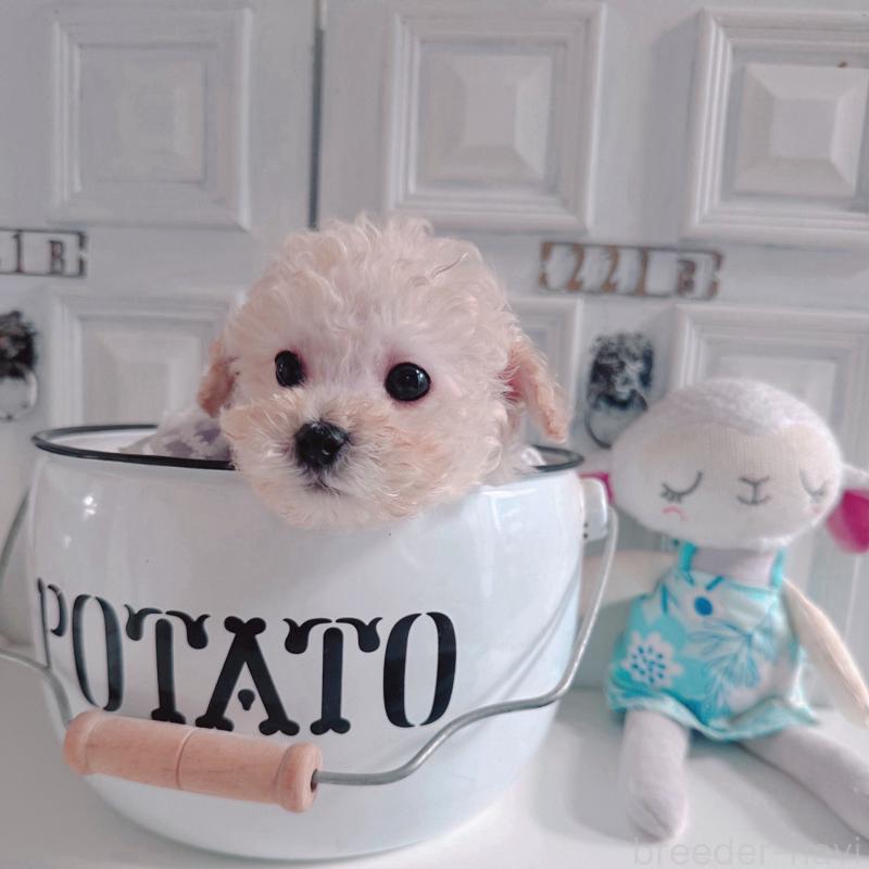 成約済の茨城県のティーカッププードル-428666の2枚目