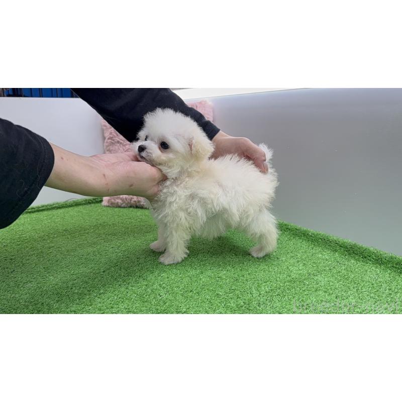 販売中の新潟県のティーカッププードル-439800の10枚目