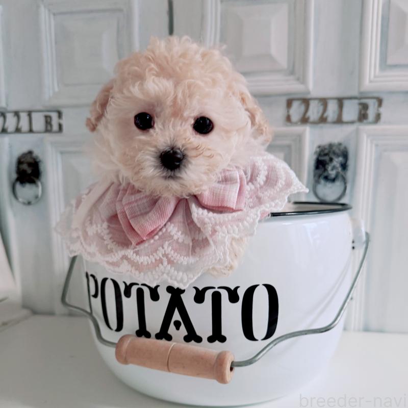 販売中の茨城県のティーカッププードル-428667の4枚目