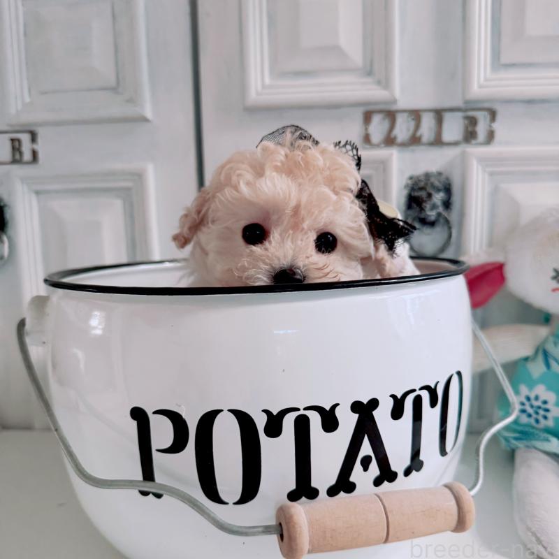 販売中の茨城県のティーカッププードル-428667の3枚目