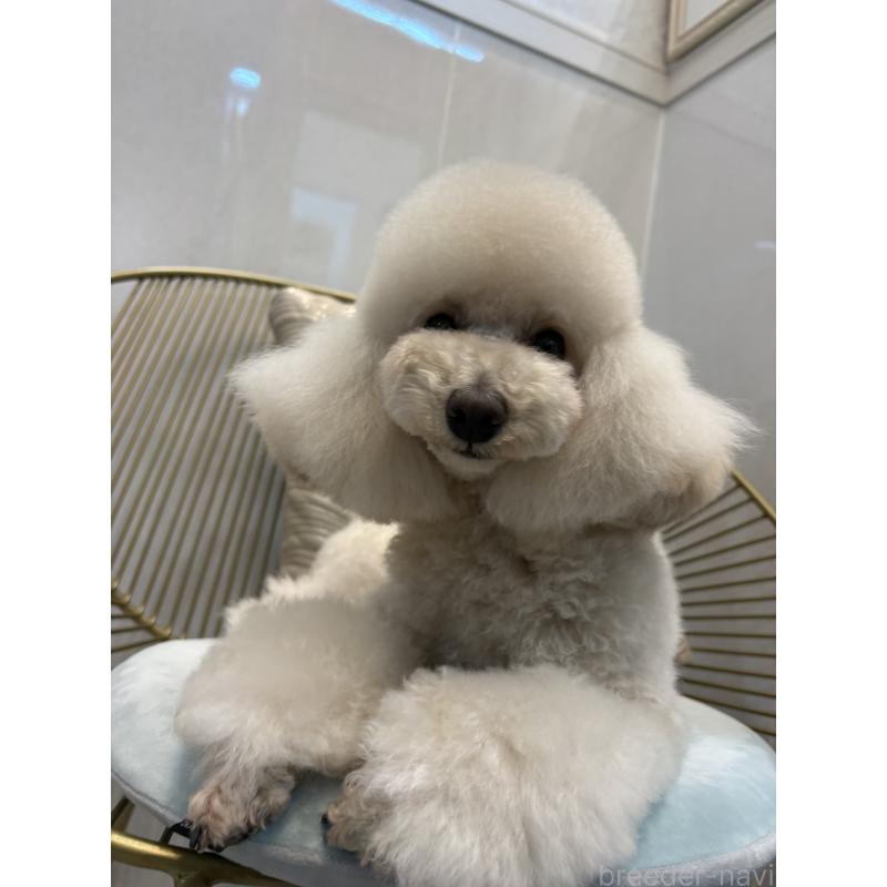 販売中の神奈川県のトイプードル-439801の6枚目