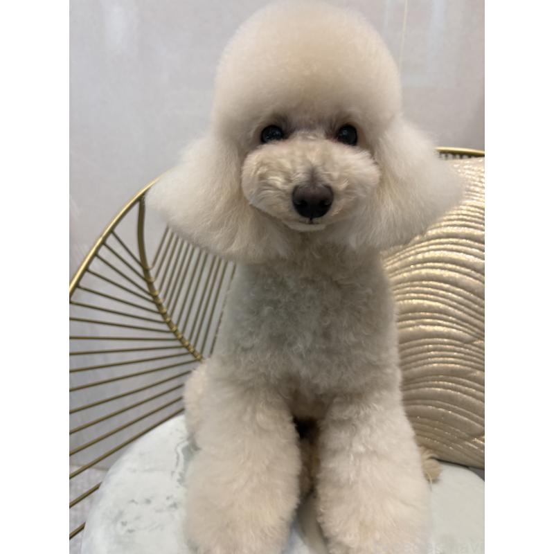 販売中の神奈川県のトイプードル-439801の5枚目