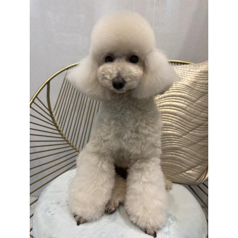 販売中の神奈川県のトイプードル-439801の4枚目