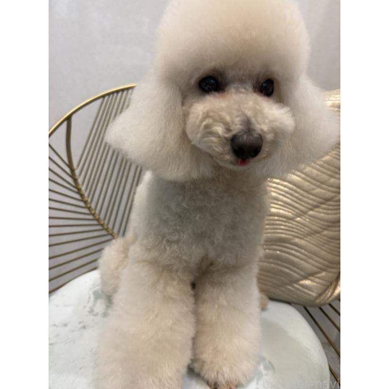 販売中の神奈川県のトイプードル-439801の3枚目