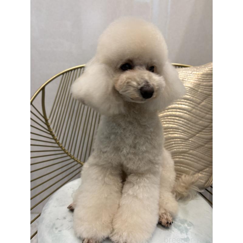 販売中の神奈川県のトイプードル-439801の2枚目