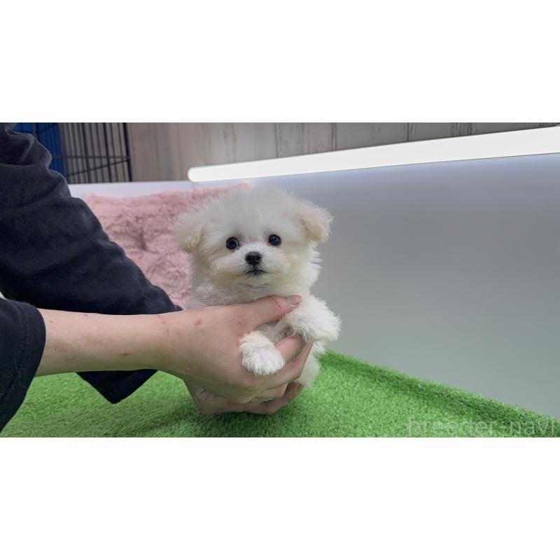 販売中の東京都のティーカッププードル-439802の2枚目