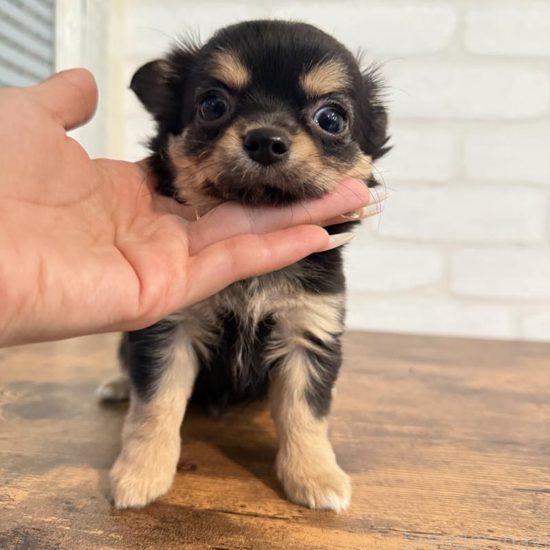 販売中の大阪府のチワワ(ロングコート)-439803の12枚目