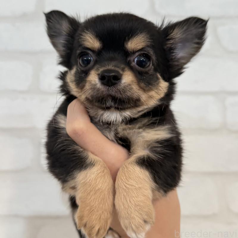 販売中の大阪府のチワワ(ロングコート)-439803の11枚目