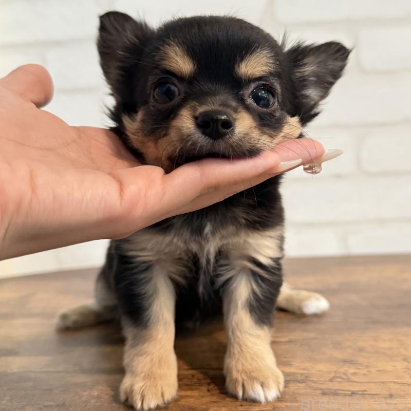 販売中の大阪府のチワワ(ロングコート)-439803の10枚目