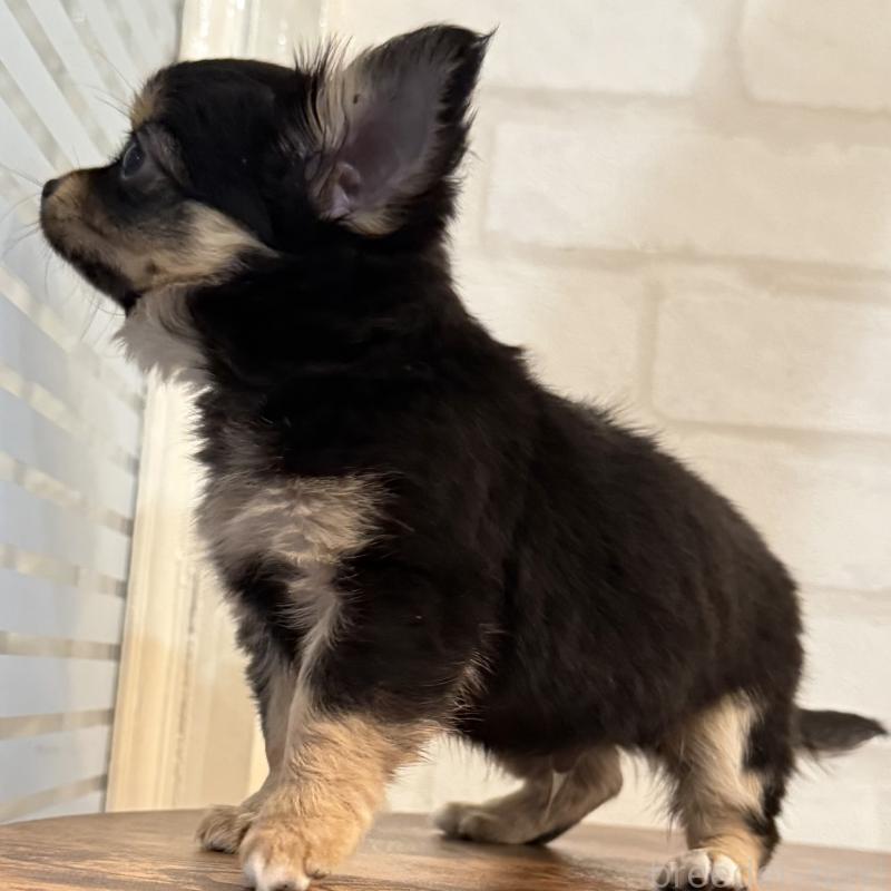 販売中の大阪府のチワワ(ロングコート)-439803の9枚目