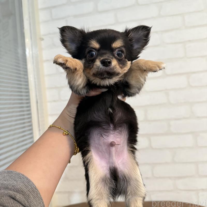 販売中の大阪府のチワワ(ロングコート)-439803の8枚目