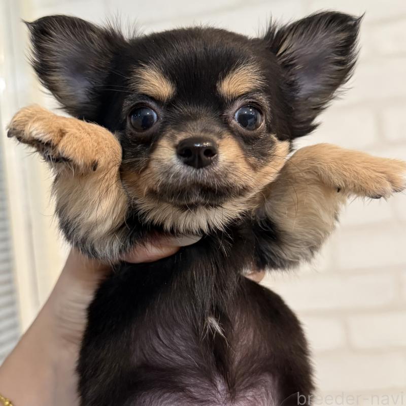 販売中の大阪府のチワワ(ロングコート)-439803の7枚目